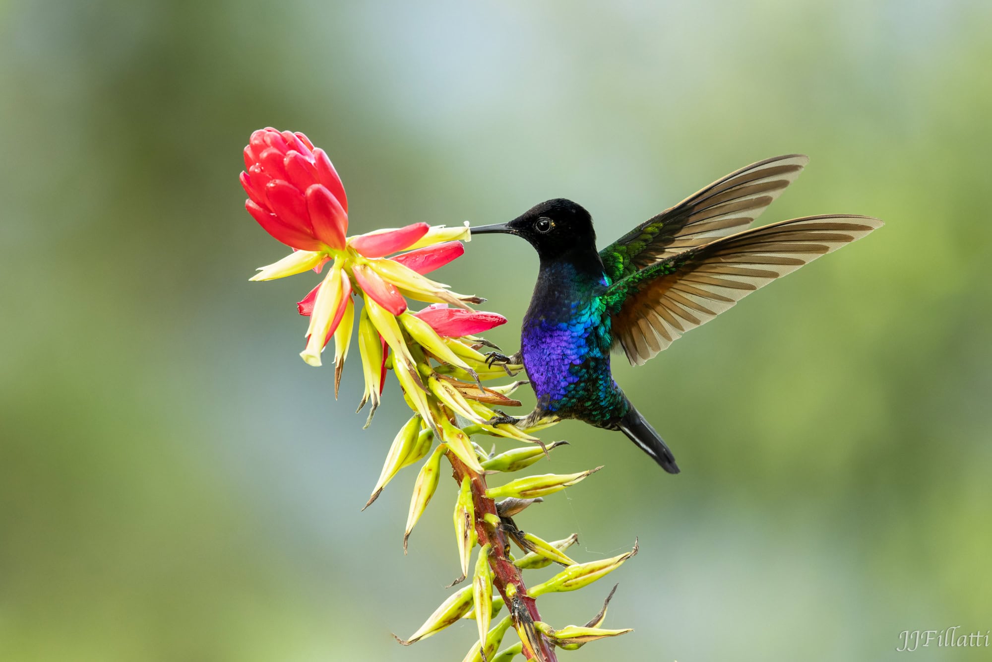 bird of colombia image 25